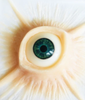 Gods Eye Silicone Prosthetic with light brown eye colour